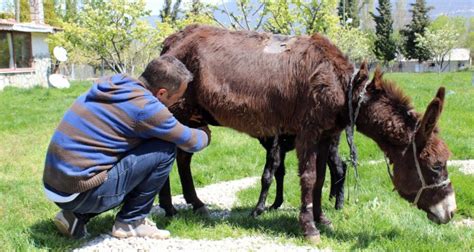 eşek çiftliği ankara